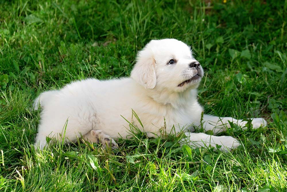 Cuidados del perro montana pirineos