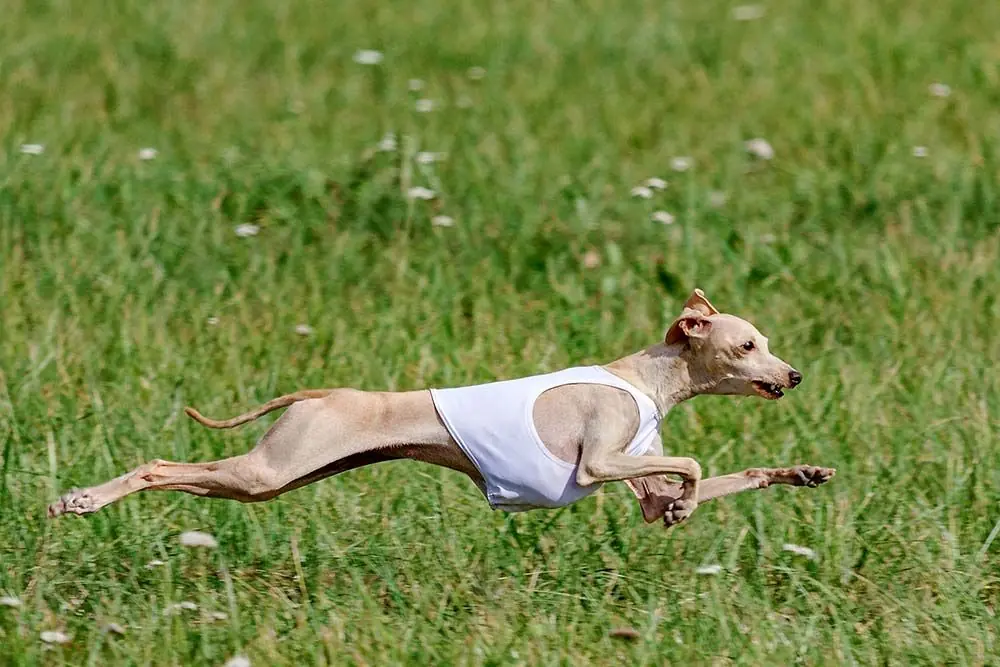 Cuidados galgo italiano