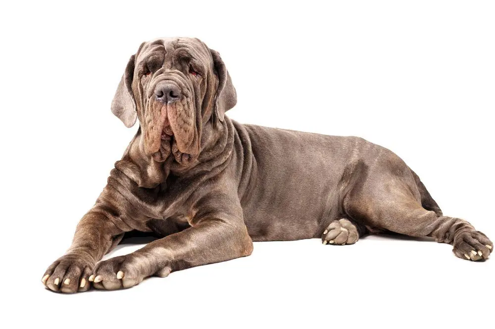 Cura e mantenimento delle razze di cani giganti