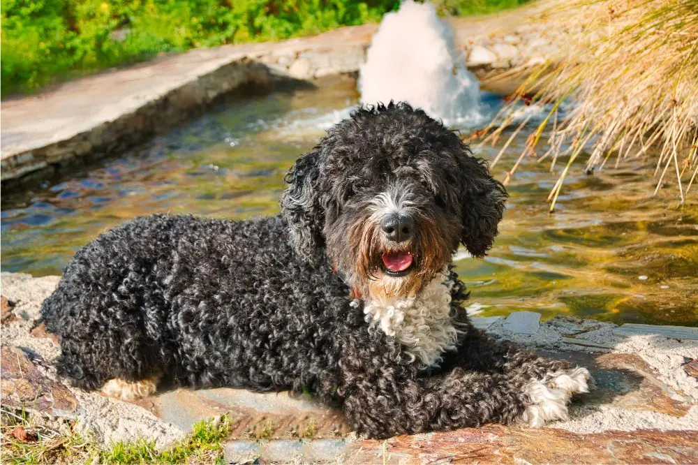 Cura specifica dei cani dacqua