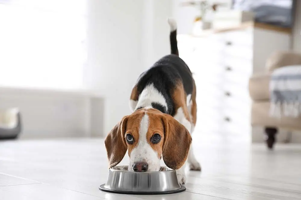 Cure naturali per cani con pancreatite: Alimentazione casalinga