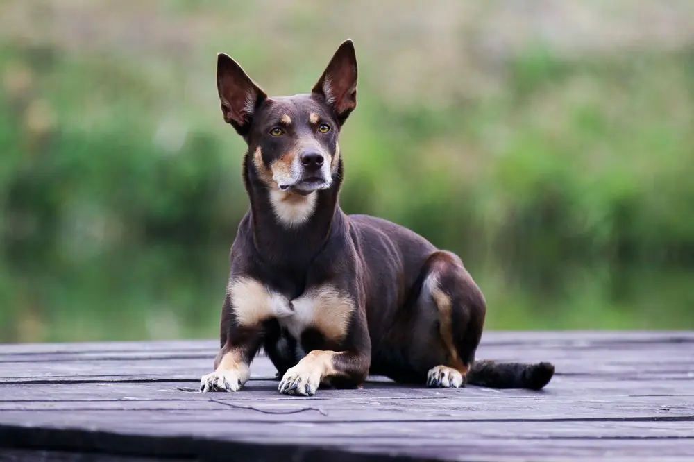 De quelle alimentation essentielle la race a t elle besoin Quels aliments faut il eviter