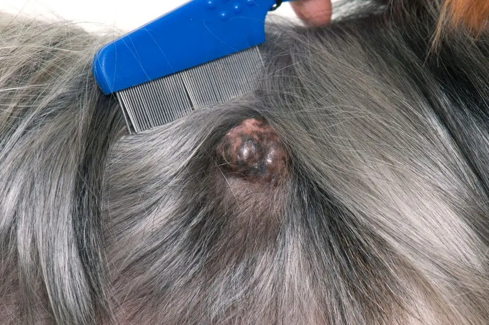 Diagnosi Linfoma Cane