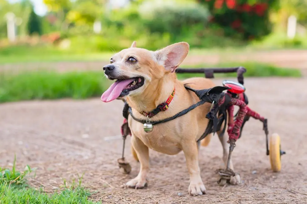 Diagnosi di displasia dell anca nei cani