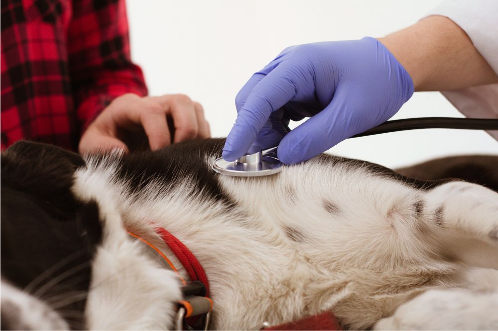 Diagnosi e trattamento della leishmaniosi canina