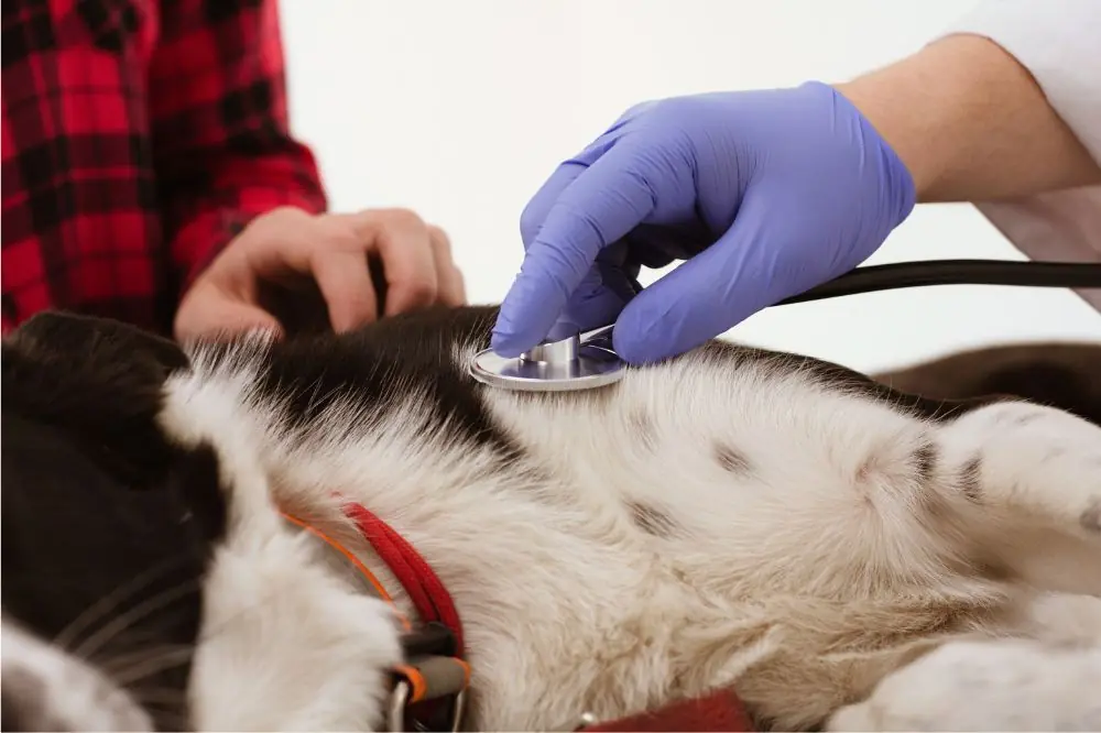 Diagnosi e trattamento della leishmaniosi canina