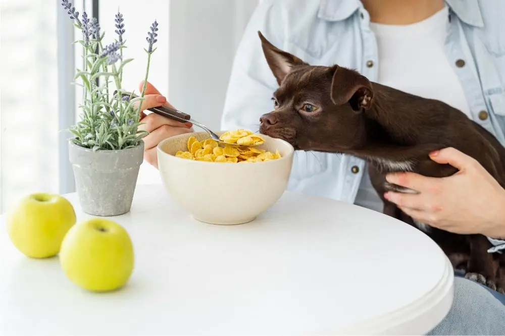 Diagnostic et traitement des allergies alimentaires chez le chien