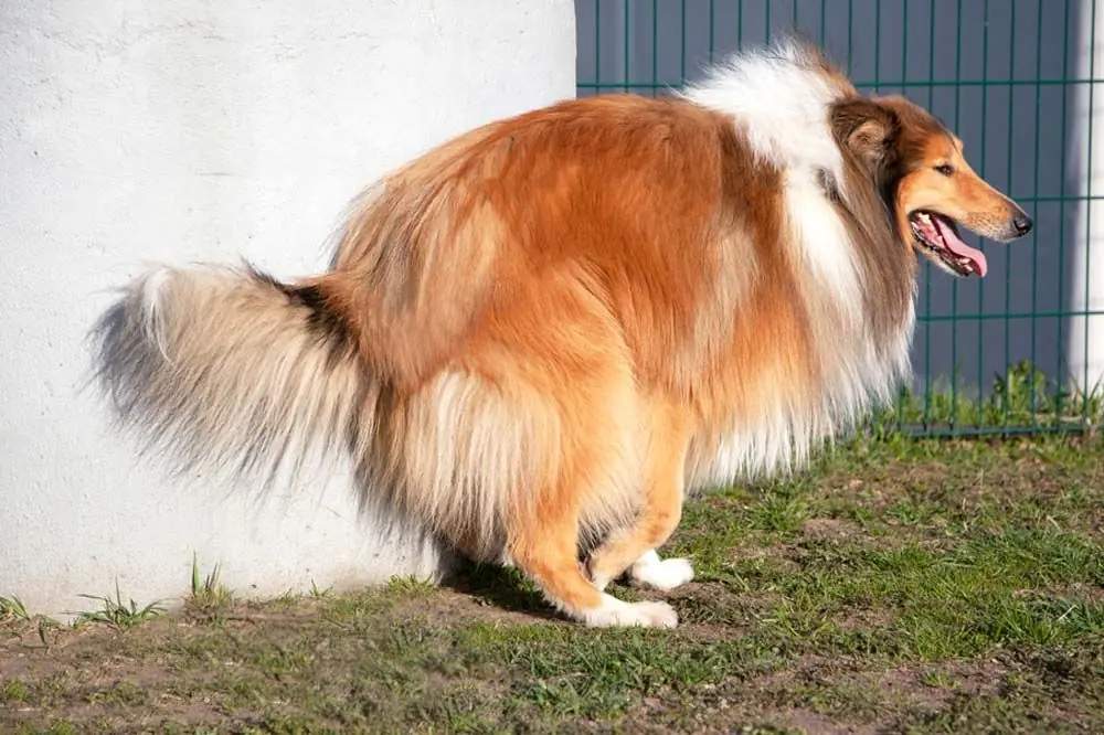 Diarrea nei Cani: Come Prevenire e Curare un Problema Comune