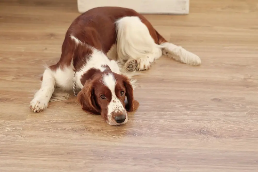 Displasia de Cadera en Perros: Cómo Tratarla