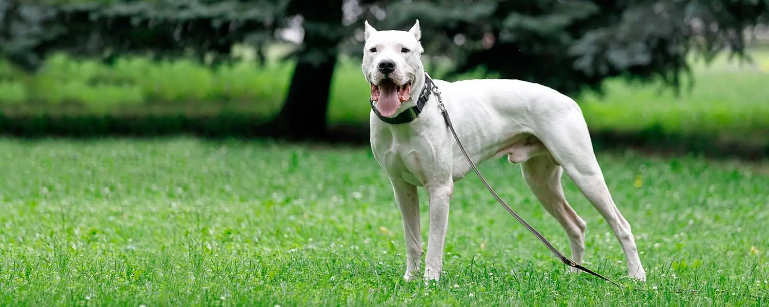 Dogo Argentino: Todo sobre esta raza de perros