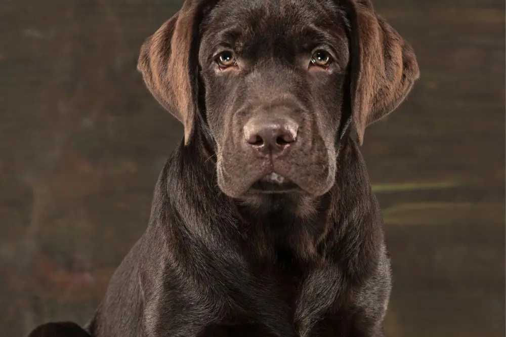 Dogo de Burdeos: Características, Cuidados y Carácter