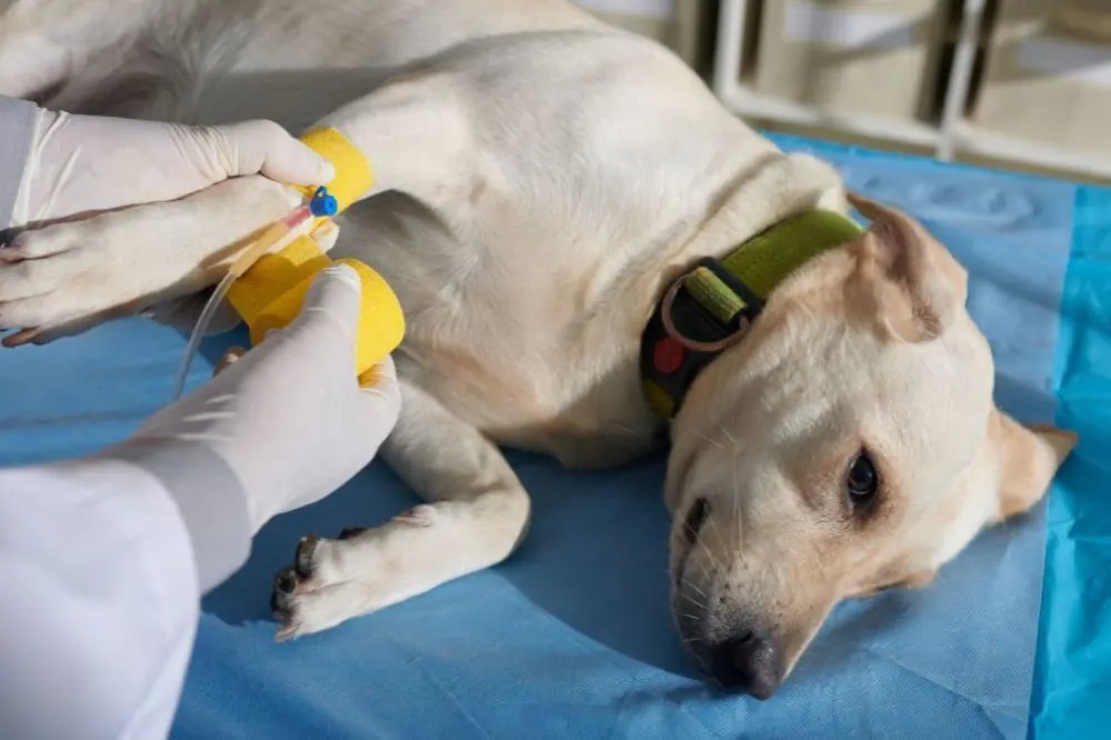 I terribili effetti del carcinoma cane: tutto quello che devi sapere