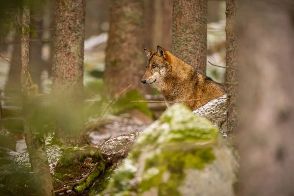 Eurasier: Características, Cuidados y Carácter