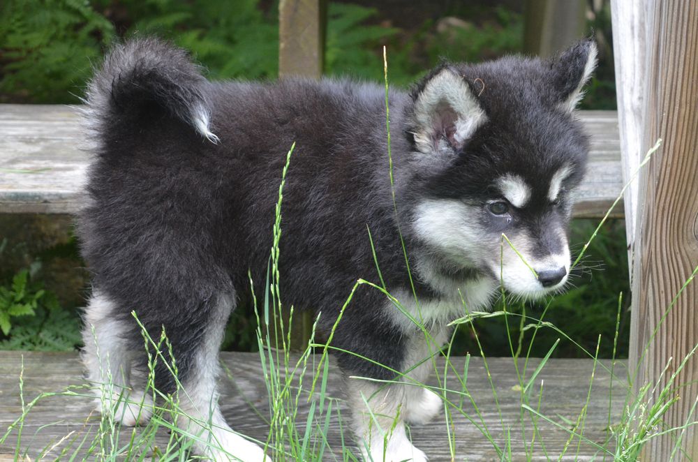 Very,Sweet,And,Fluffy,Alusky,Puppy,Dog,On,A,Wooden