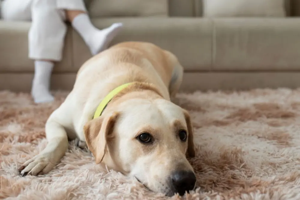 Facteurs de risque pour les infections respiratoires chez les chiens