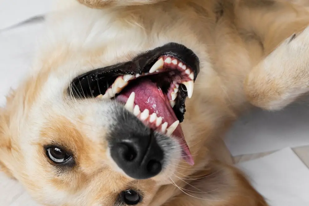 Fattori ambientali e di cura