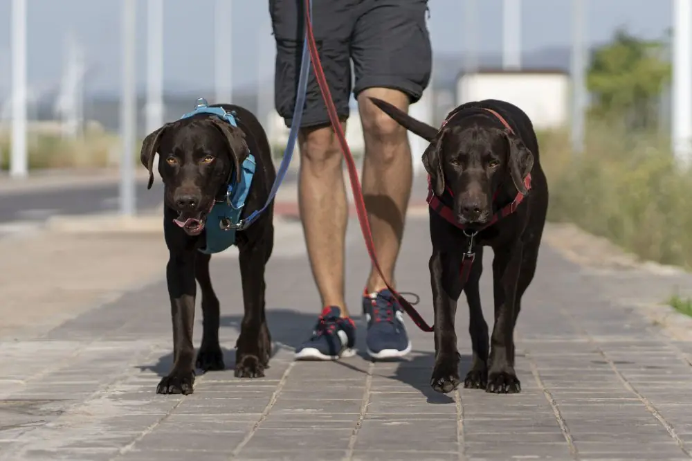 Cuidados del Fila Brasileño