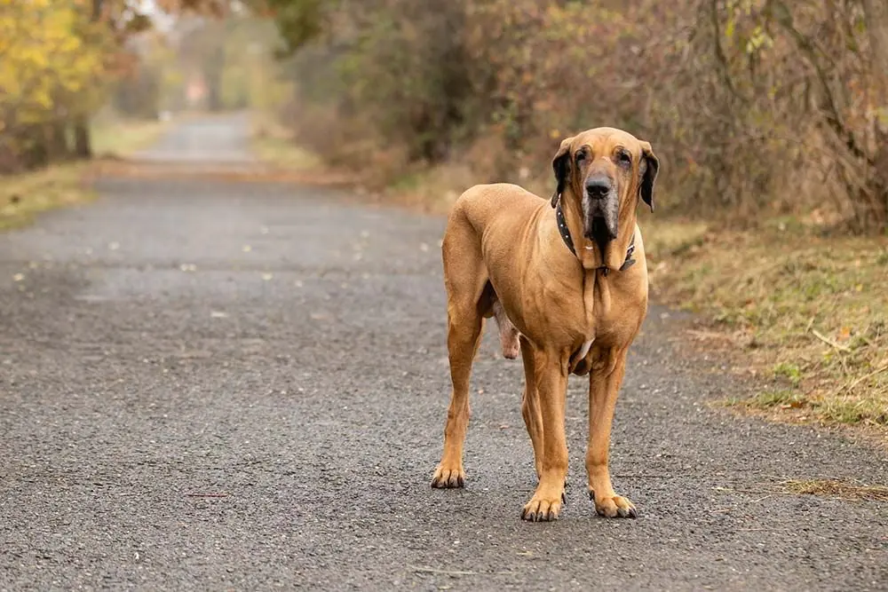 Fila Brasileño: Características, Cuidados y Carácter