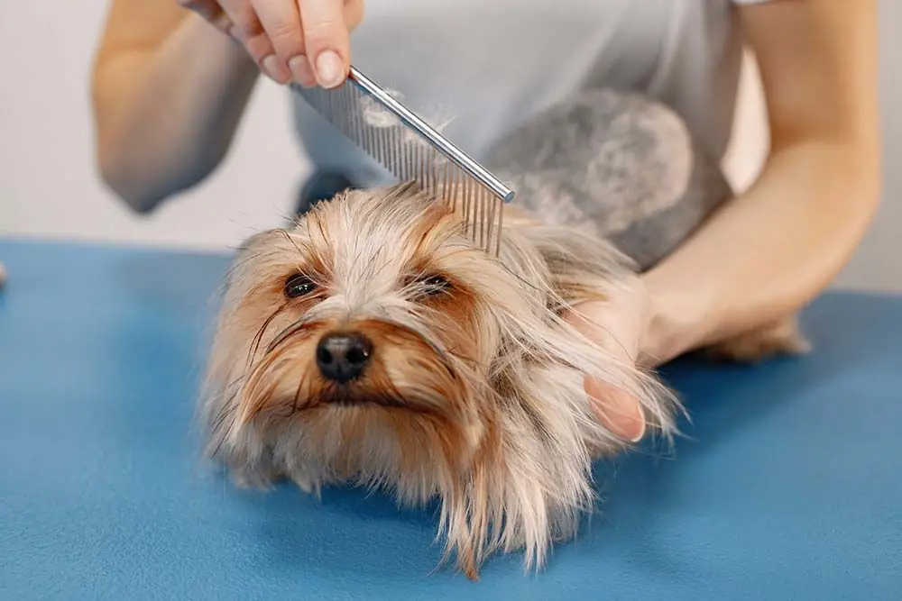 Forfora nei cani: come curarla con rimedi naturali