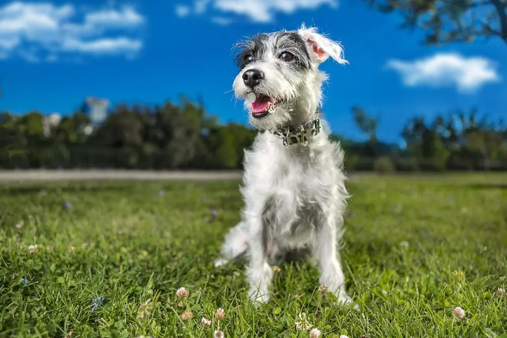 Fox Paulistinha o Terrier Brasileño: Características, Cuidados y Carácter