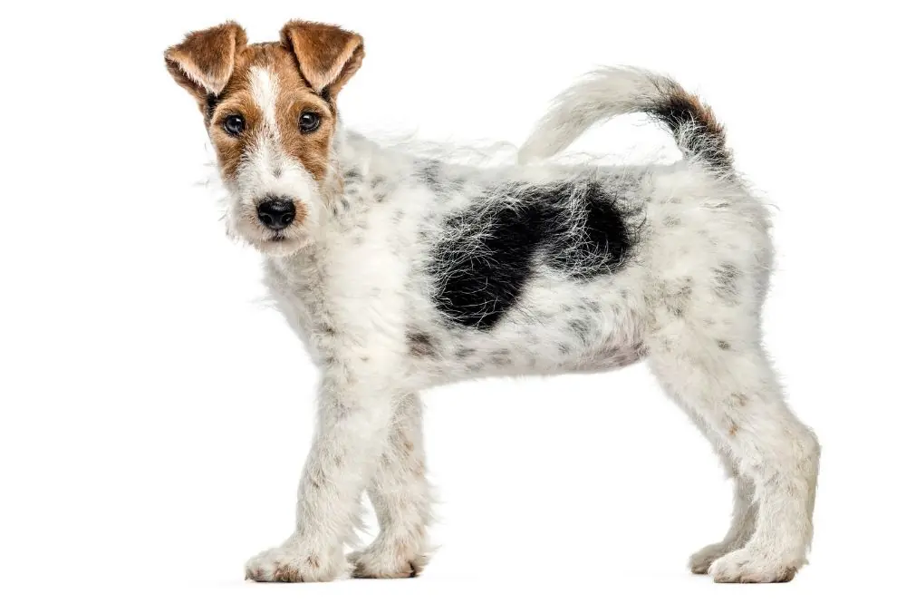 Fox Terrier de pelo liso: Características, Cuidados y Carácter