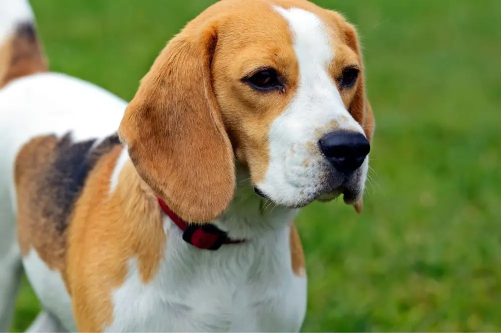 Foxhound américain: Caractéristiques, caractère et soins