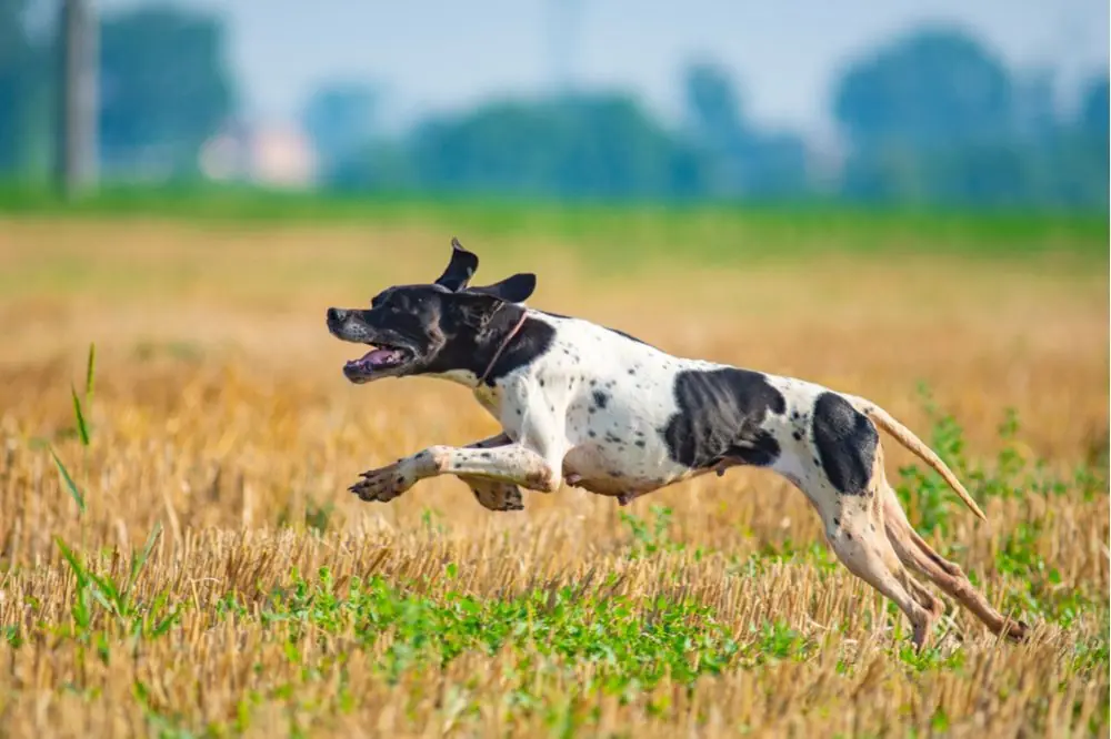 Foxhound Anglais: Caractéristiques, Caractère et Soins