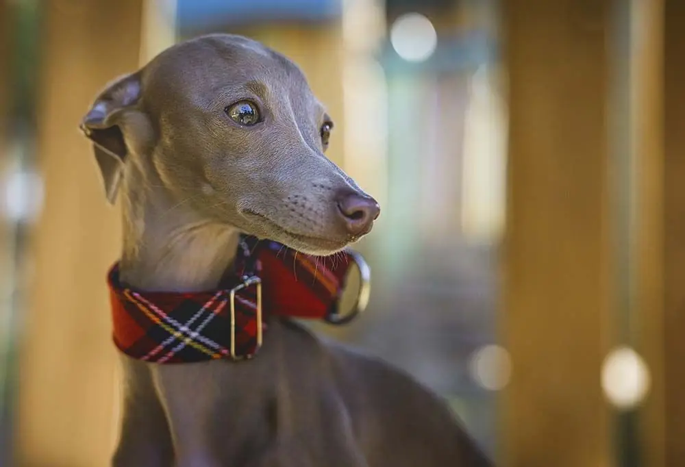 Galgo Italiano o Pequeño Lebrel Italiano: características, carácter y cuidados