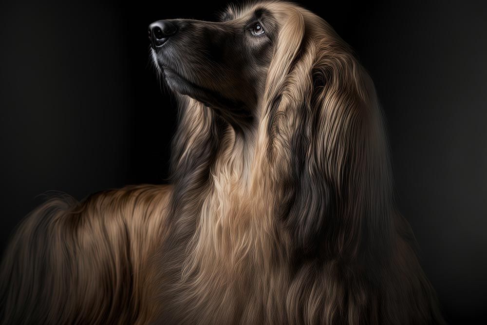 Galgo afgano Caracteristicas Cuidados