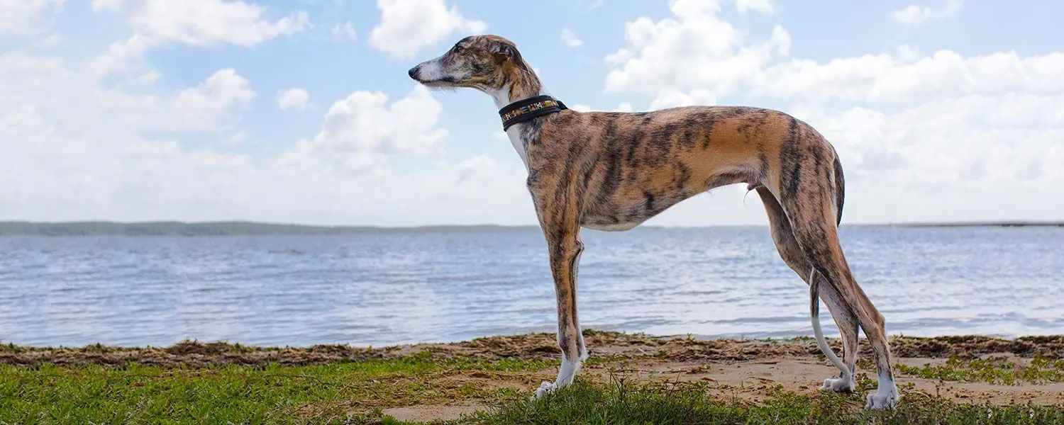 Galgo Español: Conoce todo sobre esta raza de perros