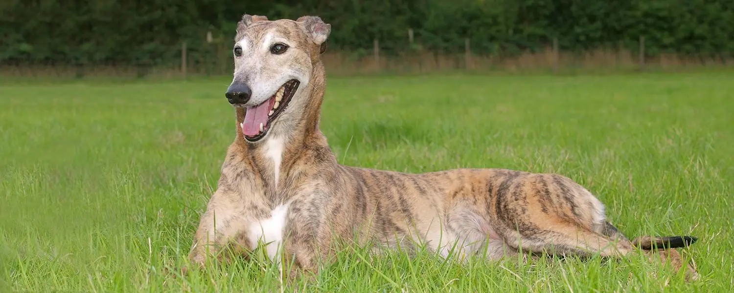 Greyhound o Galgo Inglés: Conoce todo sobre esta raza de perros