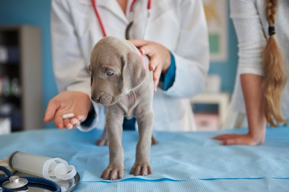 Gardez lenvironnement de votre chien propre
