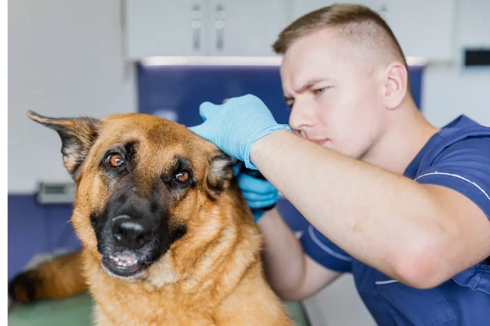 Garrapatas en Perros: Enfermedades, Síntomas y Prevención