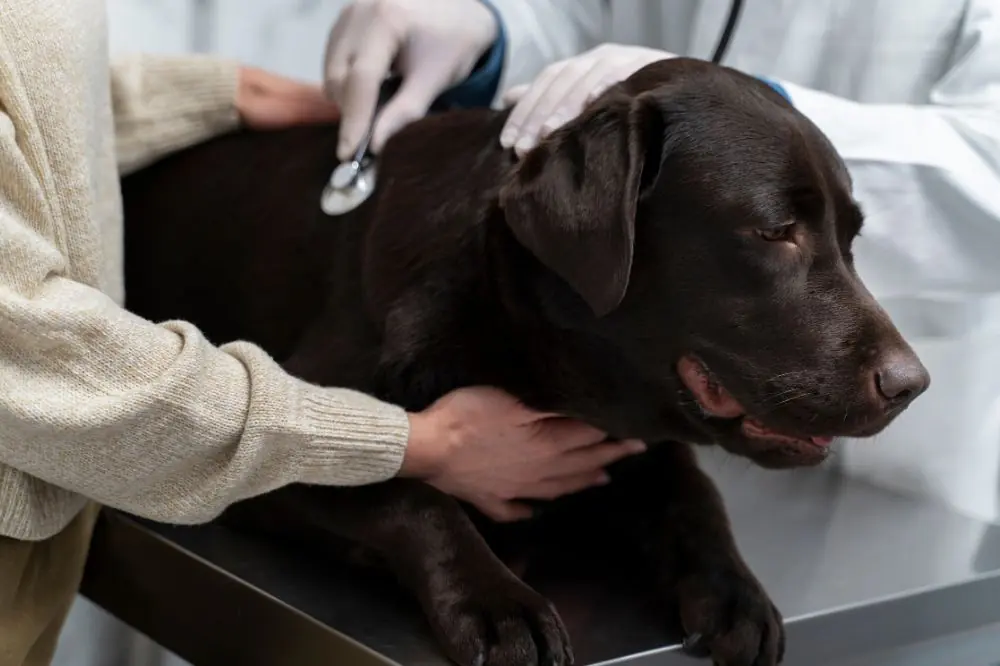 Gastrite cane: Tutto quello che c'è da sapere per prendersi cura dei nostri amici a quattro zampe