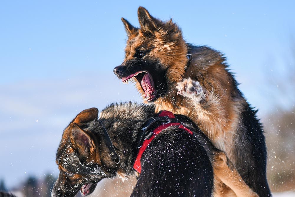Gestisce lansia e l'eccitazione