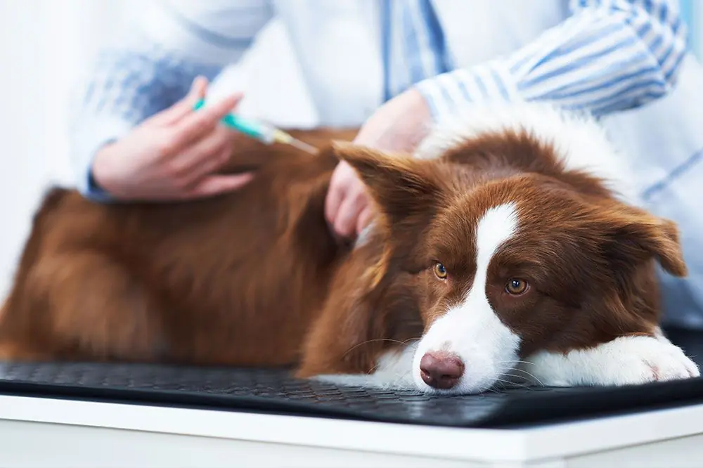Giardia en perros: causas y tratamiento