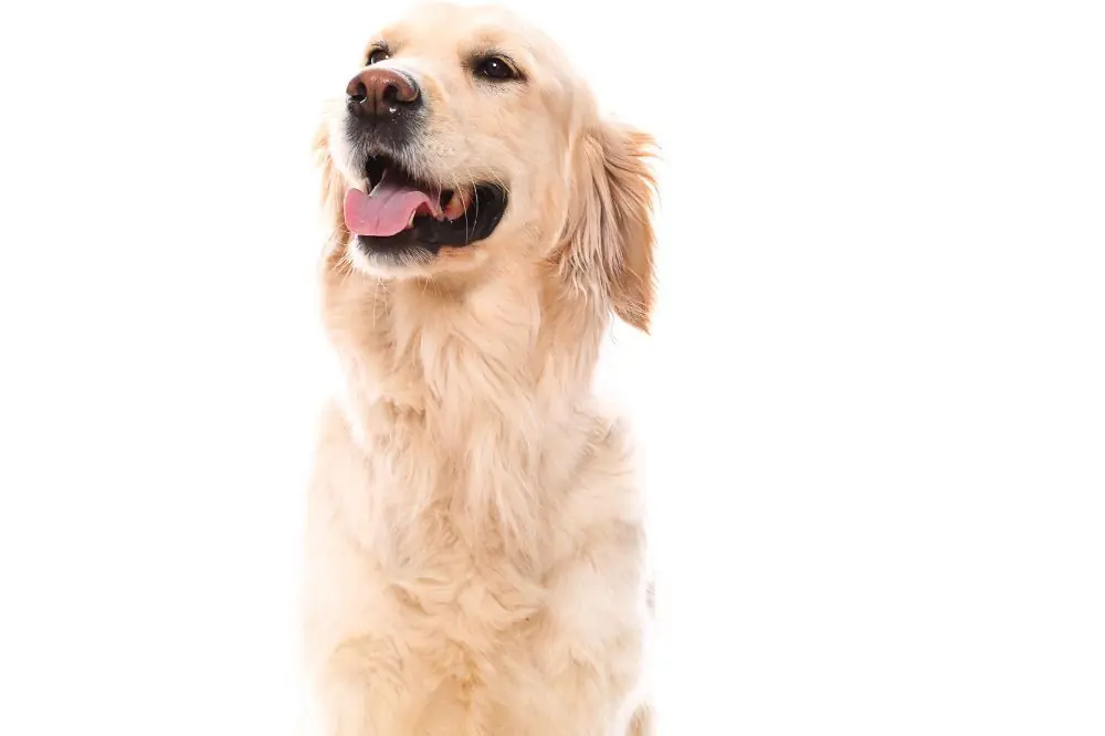 Golden Retriever il compagno amichevole e astuto