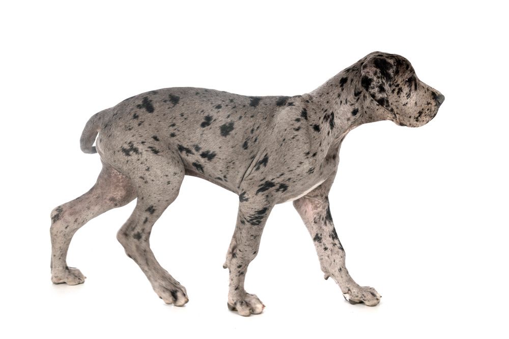 Cachorro de Gran Danés con expresión curiosa.