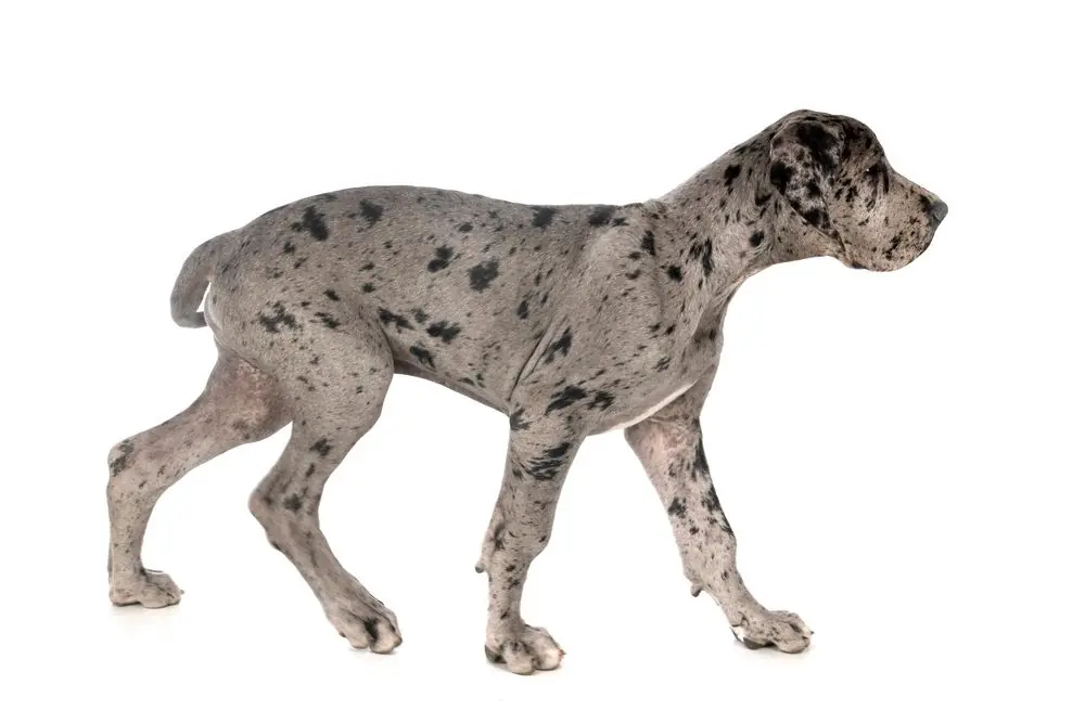 Cachorro de Gran Danés con expresión curiosa.