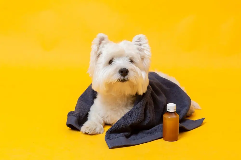 Hepatitis canina: cómo detectarla, síntomas y tratamiento
