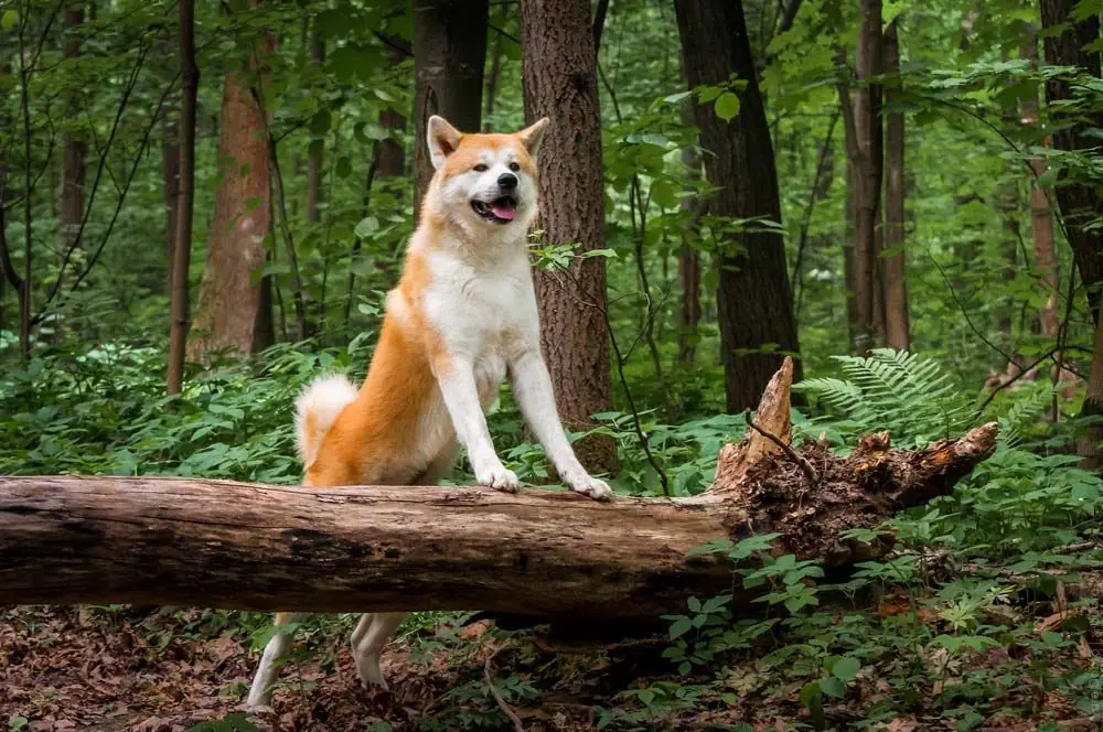 Husky Inu: Características, Cuidados y Carácter