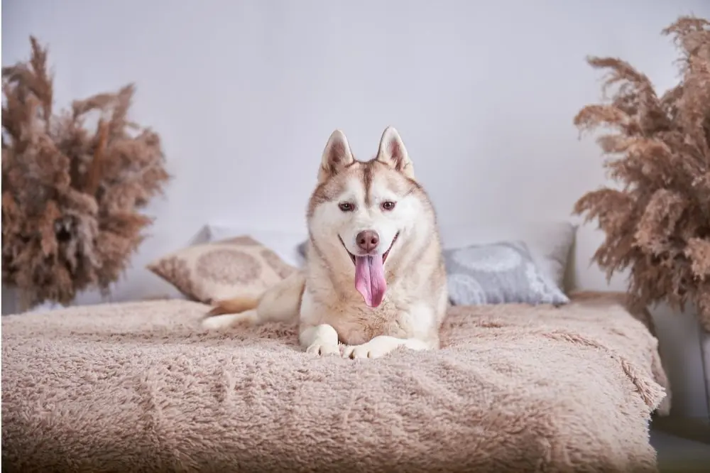 Husky Sibérien: Caractéristiques, Caractère et Soins