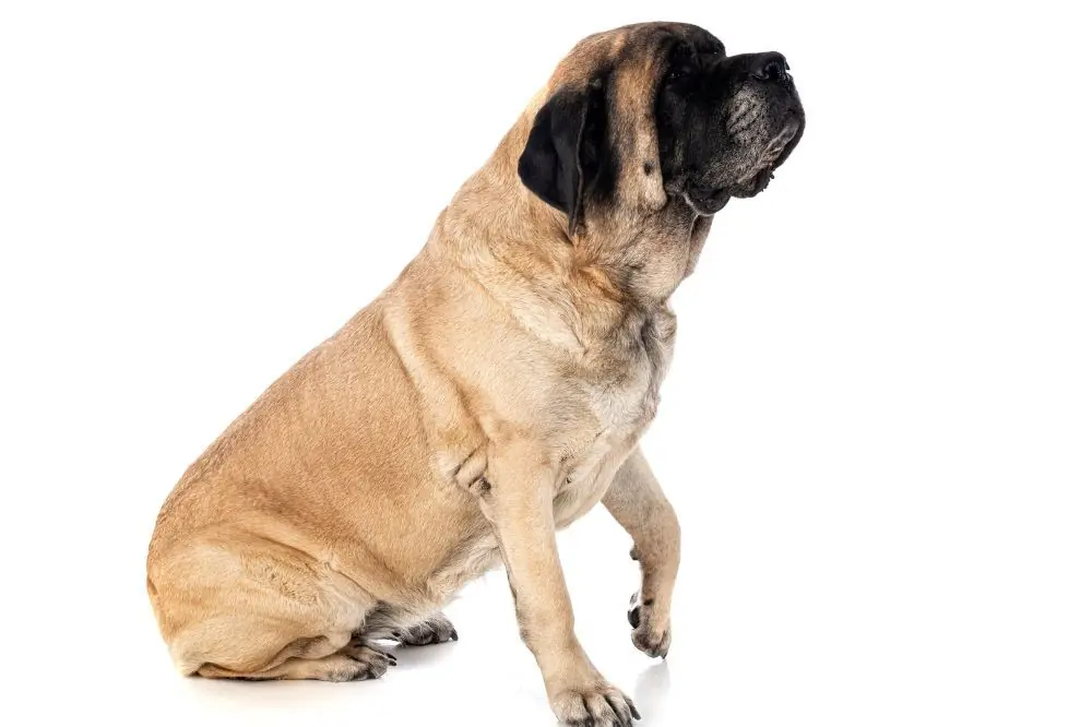 I cani più forti al mondo: quali sono i più impressionanti?