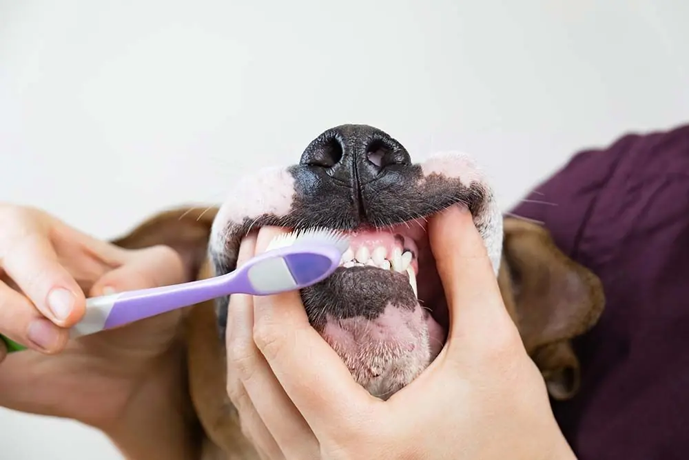 I Segreti della Pulizia dei Denti del Cane: Una Guida Pratica