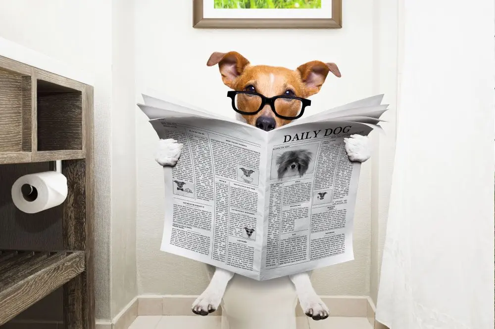 I sintomi della diarrea nei cani