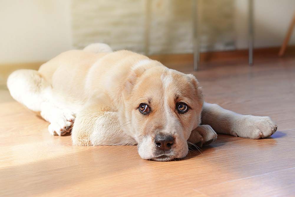 I sintomi della pancreatite nei cani