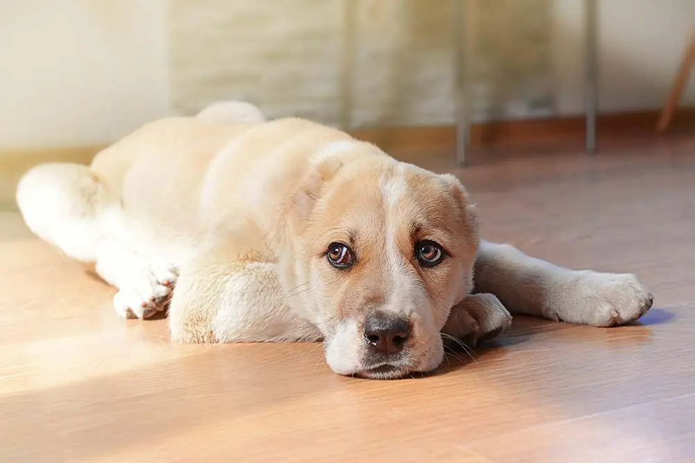 I sintomi della pancreatite nei cani