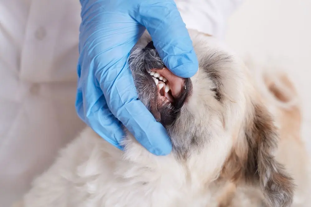 Il tumore della bocca del cane: prevenzione e cura