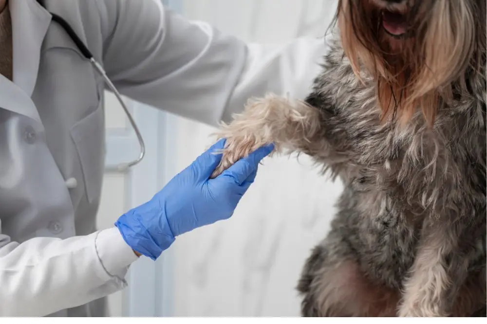 Il tumore della pelle del cane: tutto quello che devi sapere