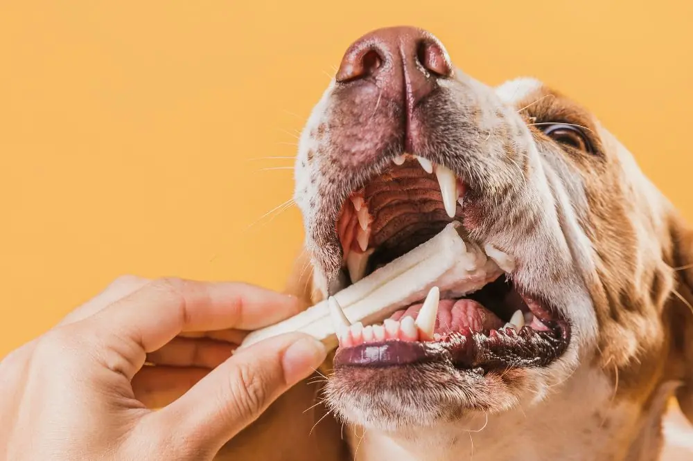 Importance de la nutrition